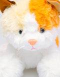 Matahari Cat Cute Waiting